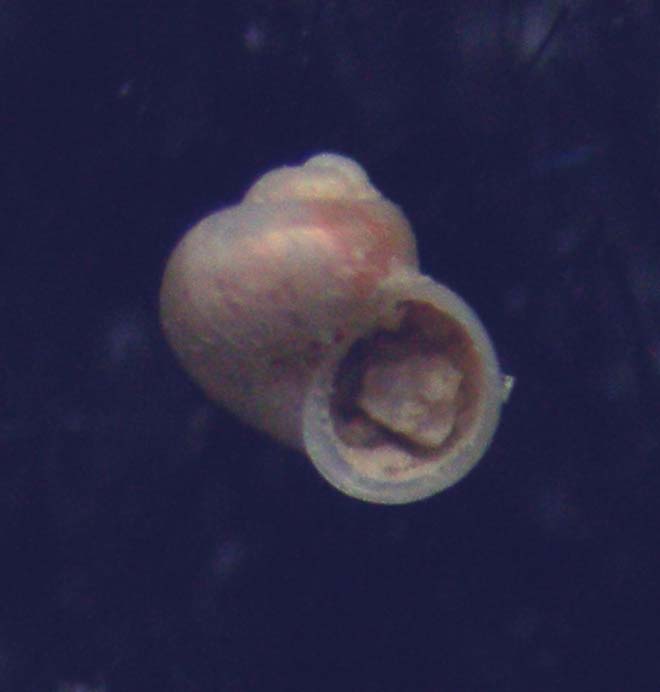 Lissonphalia bithinoides
